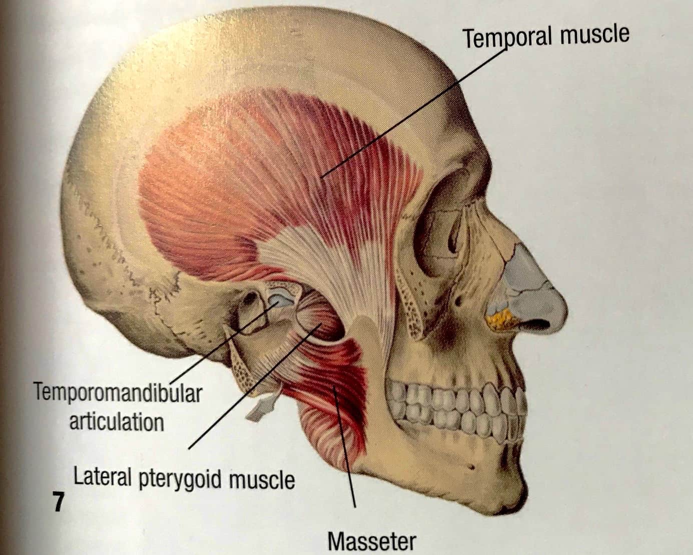 Jaw Tension